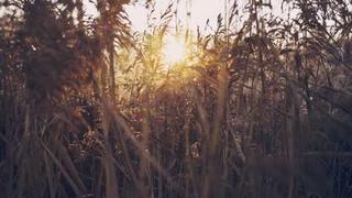 红桃免费-美食教程